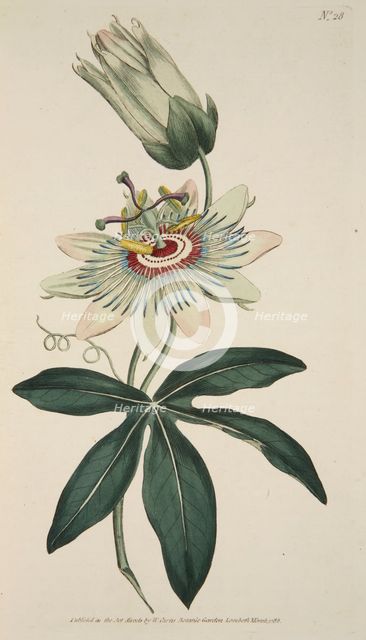 Passiflora Coerulea (Common Passion Flower), pub. 1786 (hand coloured engraving). Creator: English School (18th Century).