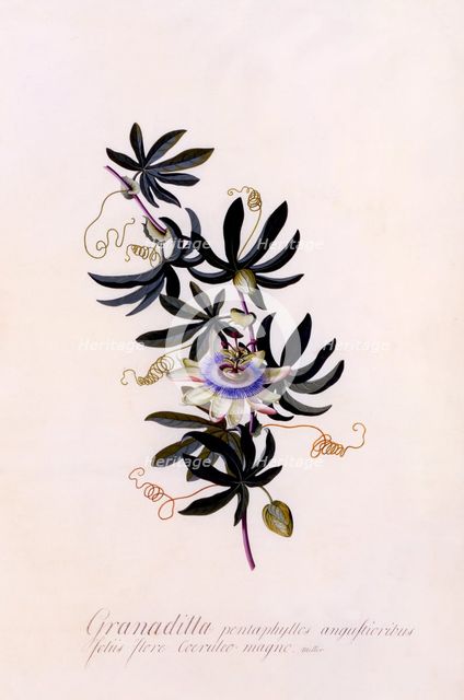 Passiflora "Granadilla", c. 1745 (hand coloured engraving). Creator: "Georg Dionysius Ehret (1710 - 70); Ehret, Georg Dionysius (1710-1770)".