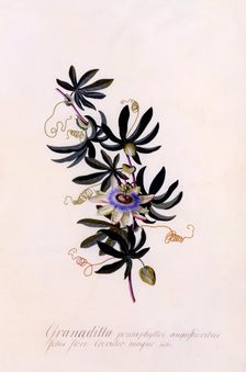 Passiflora "Granadilla", c. 1745 (hand coloured engraving). Creator: "Georg Dionysius Ehret (1710 - 70); Ehret, Georg Dionysius (1710-1770)"