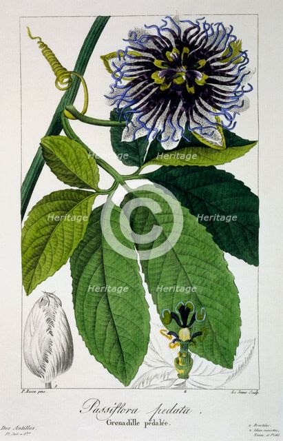 Passiflora pedata or Passion Flower, pub. 1836. Creator: Panacre Bessa (1772-1846).