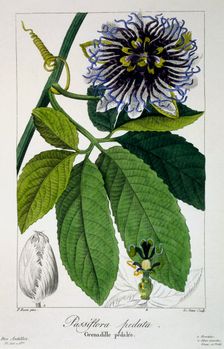 Passiflora pedata or Passion Flower, pub. 1836. Creator: Panacre Bessa (1772-1846)