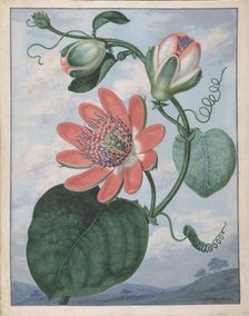 Passion Flower, 1799. Creator: Sydenham Teast Edwards