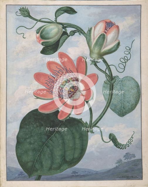 Passion Flower, 1799. Creator: Sydenham Teast Edwards.