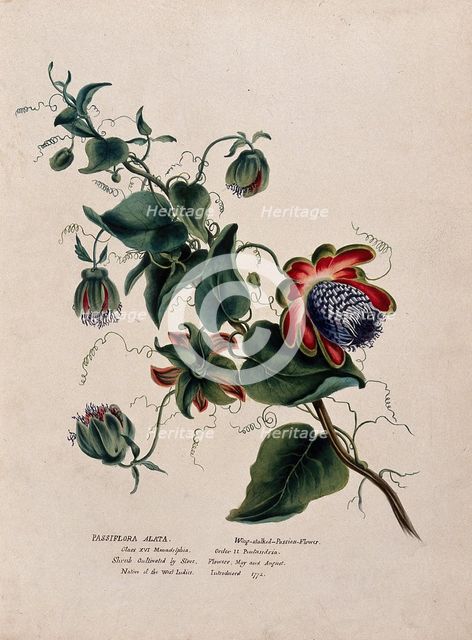 Passion flower (Passiflora alata): flowering stem, (c1850?). Creator: Unknown.