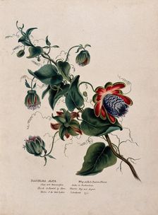 Passion flower (Passiflora alata): flowering stem, (c1850?). Creator: Unknown