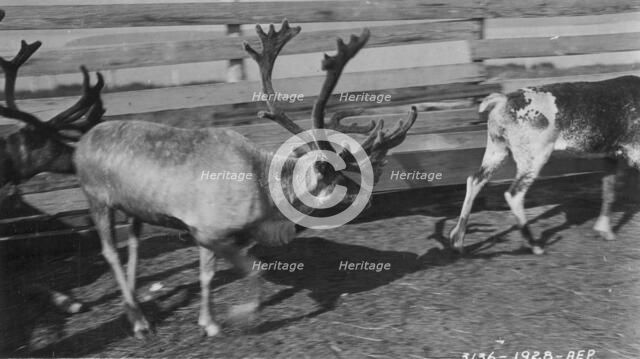 Pastolik reindeer herd in corral, between c1900 and c1930. Creator: Unknown.