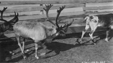 Pastolik reindeer herd in corral, between c1900 and c1930. Creator: Unknown