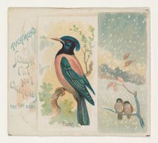 Pastor, from the Song Birds of the World series (N42) for Allen & Ginter Cigarettes, 1890. Creator: Allen & Ginter