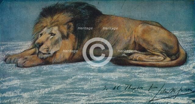 'Pastel Study of a Lion', c1900. Artist: John MacAllan Swan.
