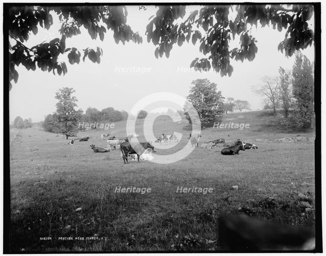 Pasture near Ithaca, N.Y., c1900. Creator: Unknown.