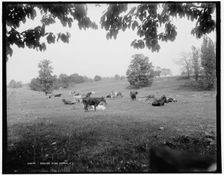 Pasture near Ithaca, N.Y., c1900. Creator: Unknown