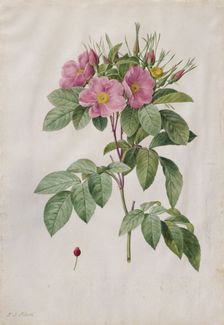 Pasture Rose (Rosa Carolina Corymbosa), 1817-1824. Creator: Henry Joseph Redouté (French, 1766-1853)