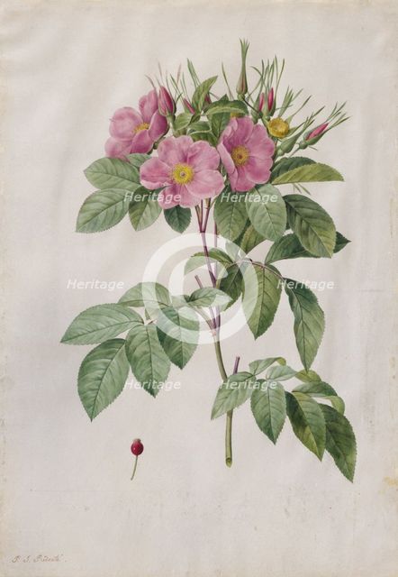 Pasture Rose (Rosa Carolina Corymbosa), 1817-1824. Creator: Henry Joseph Redouté (French, 1766-1853).
