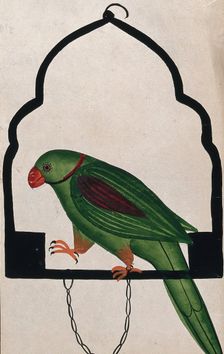 Pet parrot on a perch. Creator: Unknown