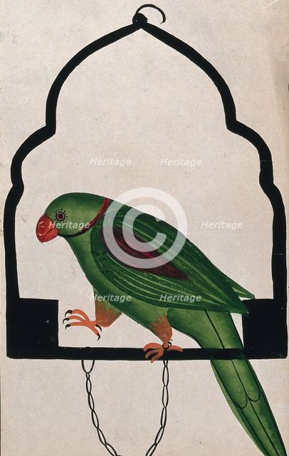Pet parrot on a perch. Creator: Unknown.