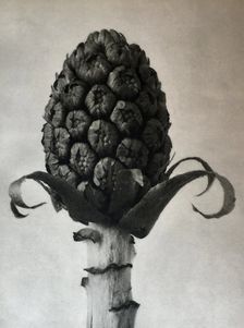 Petasites officinalis. From: Urformen der Kunst (Art Forms in Nature), 1928. Creator: Blossfeldt, Karl (1865-1932)