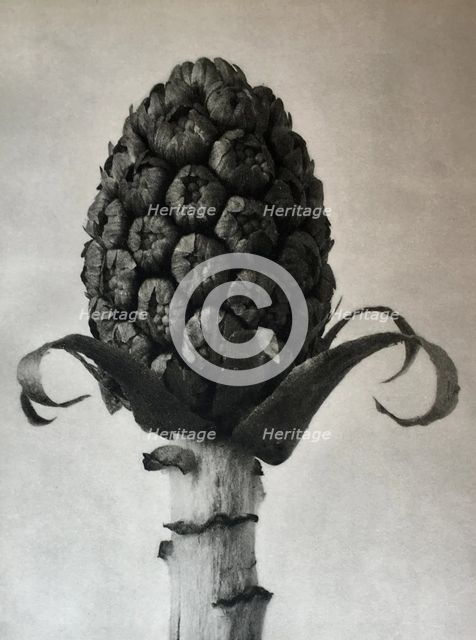 Petasites officinalis. From: Urformen der Kunst (Art Forms in Nature), 1928. Creator: Blossfeldt, Karl (1865-1932).