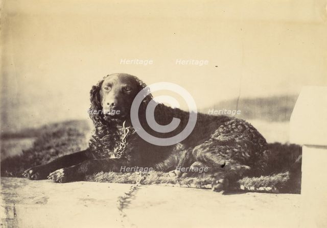 Peter, 1860. Creator: Alfred Capel-Cure.