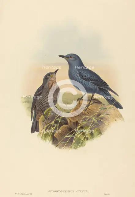 Petrocossyphus cyanus (Blue Rockthrush). Creators: John Gould, Henry Constantine Richter.