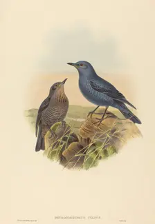 Petrocossyphus cyanus (Blue Rockthrush). Creators: John Gould, Henry Constantine Richter