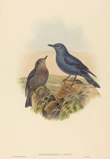 Petrocossyphus cyanus (Blue Rockthrush). Creators: John Gould, Henry Constantine Richter