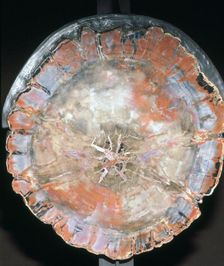 Petrified Wood