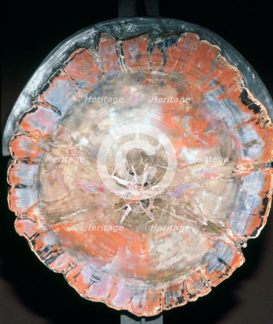 Petrified Wood. Artist: Unknown