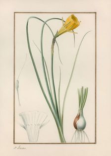 Petticoat daffodil (Narcissus bulbocodium)