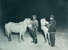 Petty Officers Crean and Evans Exercising Their Ponies in the Winter 1911, (1913). Artist: Herbert Ponting