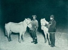 Petty Officers Crean and Evans Exercising Their Ponies in the Winter 1911, (1913). Artist: Herbert Ponting