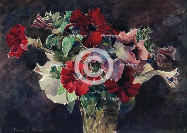 Petunias, c1869-1906, (1906). Artist: Francis Edward James