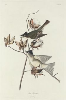 Pewit Flycatcher, 1831. Creator: Robert Havell
