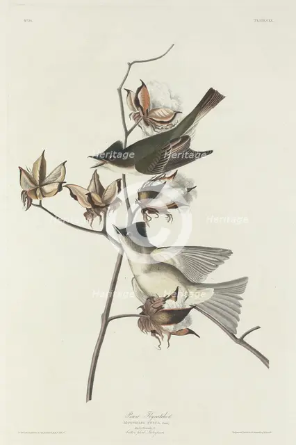 Pewit Flycatcher, 1831. Creator: Robert Havell.