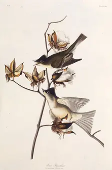 Pewit Flycatcher. From "The Birds of America", 1827-1838. Creator: Audubon, John James (1785-1851)