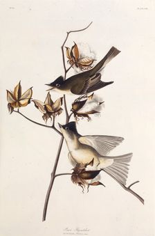 Pewit Flycatcher. From "The Birds of America", 1827-1838. Creator: Audubon, John James (1785-1851)
