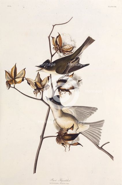 Pewit Flycatcher. From "The Birds of America", 1827-1838. Creator: Audubon, John James (1785-1851).