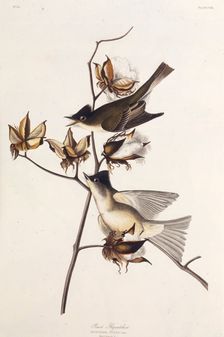 Pewit Flycatcher. From "The Birds of America", 1827-1838. Creator: Audubon, John James (1785-1851)