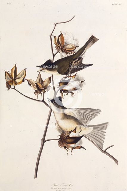 Pewit Flycatcher. From "The Birds of America", 1827-1838. Creator: Audubon, John James (1785-1851).