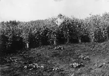 Pea crop near Sitka, between c1900 and c1930. Creator: Unknown