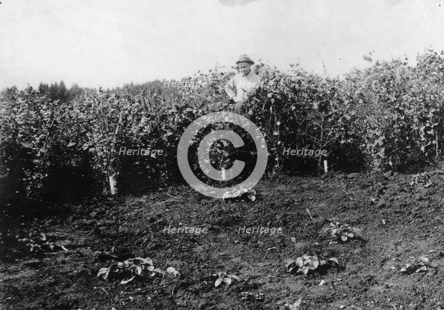 Pea crop near Sitka, between c1900 and c1930. Creator: Unknown.