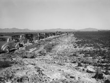 Pea field during harvest on Sinclair Ranch, near Calipatria, Imperial Valley, California, 1939. Creator: Dorothea Lange