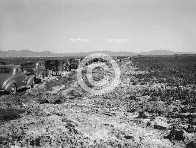 Pea field during harvest on Sinclair Ranch, near Calipatria, Imperial Valley, California, 1939. Creator: Dorothea Lange.