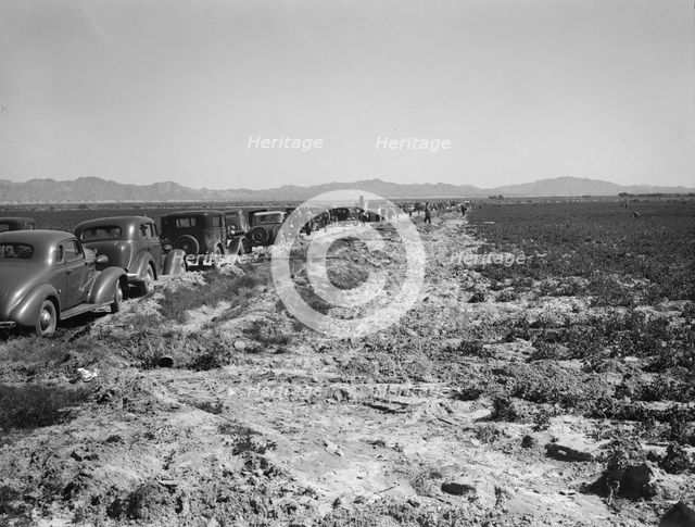 Pea field during harvest on Sinclair Ranch, near Calipatria, Imperial Valley, California, 1939. Creator: Dorothea Lange.