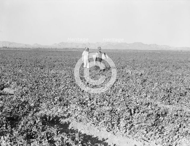 Pea fields, end of the day, near Calipatria, California, 1939. Creator: Dorothea Lange.