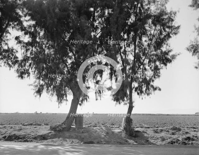 Pea fields of the Imperial Valley, California, 1937. Creator: Dorothea Lange.