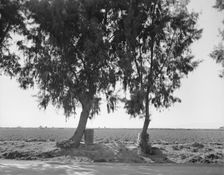 Pea fields of the Imperial Valley, California, 1937. Creator: Dorothea Lange