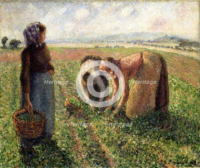 Pea Harvest, Eragny, 1893. Creator: Pissarro, Camille (1830-1903).