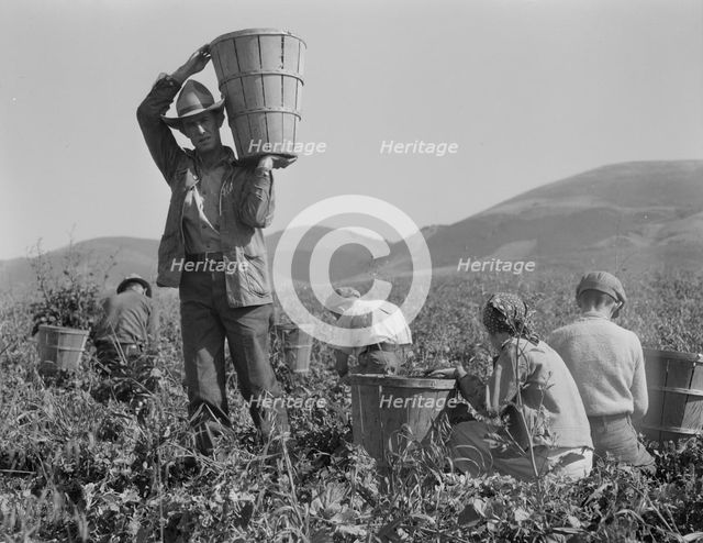 Pea harvest, family at work, Nipomo, California, 1937. Creator: Dorothea Lange.