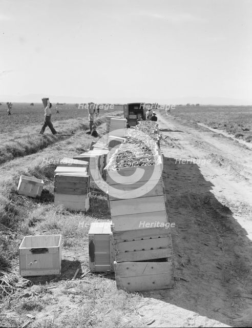 Pea harvest...industrialized agriculture on Sinclair Ranch, Imperial Valley, CA, 1939. Creator: Dorothea Lange.