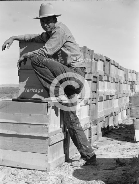 Pea harvest, Large-scale industrialized agriculture..., Imperial Valley, CA, 1939. Creator: Dorothea Lange.
